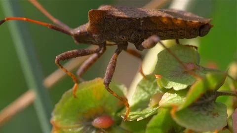 Macro multi colored bug Dolycoris baccarum with long legs sitting on a plant Stock Footage 110031504