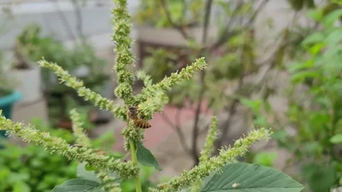 Macro of Multiple Honeybees Foraging on Branched Amaranth Plant Stock Footage 337546842