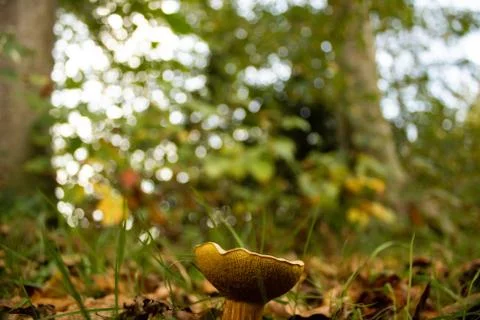 Macro of a mushroom Stock Photos