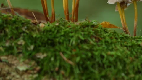 Macro mushrooms in the forest Stock Footage 147937494