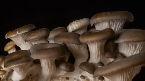 Macro mushrooms growing on black background. Fungi smooth beige caps and gills 스톡 동영상 331268586