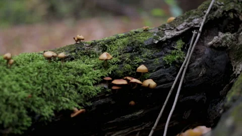 Macro mushrooms growing on mossy log. Dolly shot of little brown mushrooms growi Stock Footage 141450659