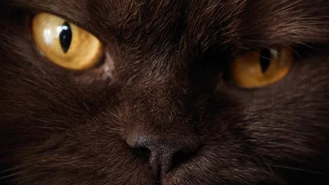 Macro muzzle of the British cat breed Stock Photos