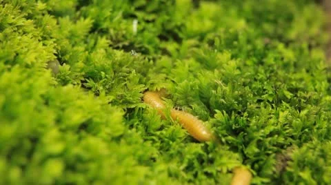 Macro Myriapods Crawling in Grass Vídeo Stock 8961011