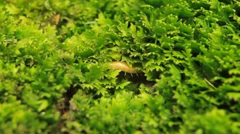 Macro Myriapods Crawling in Grass Stock-Footage 8961200