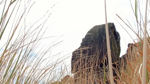 Macro native grasses Hart Mountain National Antelope Refuge Oregon 144 Video stock 81769346