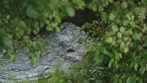 Macro, natural frame shot through green foliage of a fast-flowing forest stream 動画素材 336054898