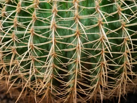 Macro natural fresh cactus with sharp thorn needle detail green botany plant Stock Photos