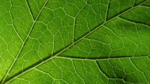 Macro Natural Green Leaf Pattern Background Stock Footage 135706252