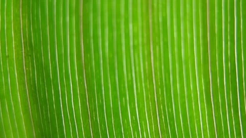 Macro Natural Green Leaf Pattern - Background 스톡 동영상 313534524