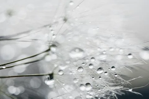 Macro nature. Beautiful dew drops on dandelion seed macro. Beautiful soft Stock Photos