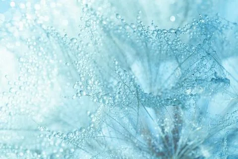 Macro nature. Beautiful dew drops on dandelion seed macro. Beautiful soft Stock Photos