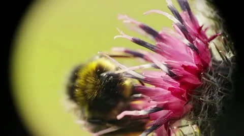Macro nature Stock Footage 11866459