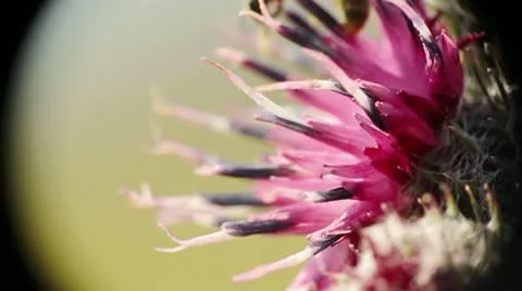 Macro nature Stock Footage 11866466