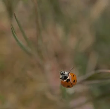 Macro, nature image of ladybugs. Background, there is a place for text. Stock Photos