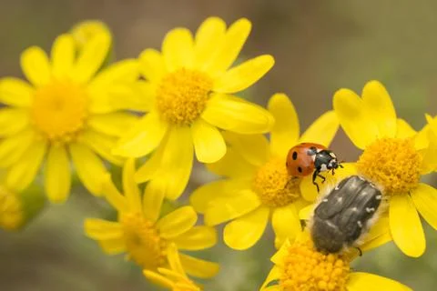 Macro, nature image of ladybugs. Background, there is a place for text. Stock Photos
