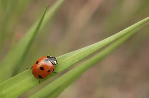 Macro, nature image of ladybugs. Background, there is a place for text. Stock Photos