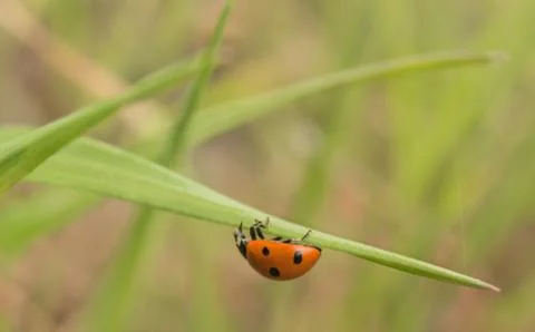 Macro, nature image of ladybugs. Background, there is a place for text. Stock Photos