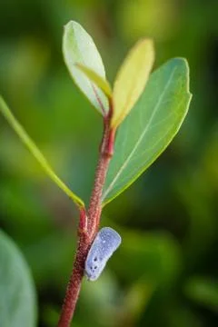 Macro nature Stock Photos