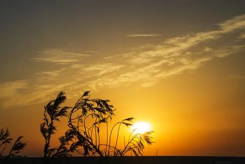 Macro, nature, summer background, different herbs, different flowers at sunset Stock Photos