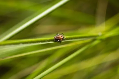 Macro nature2 Stock Photos