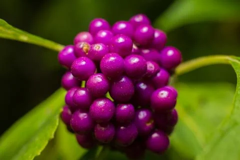 Macro nature3 Stock Photos