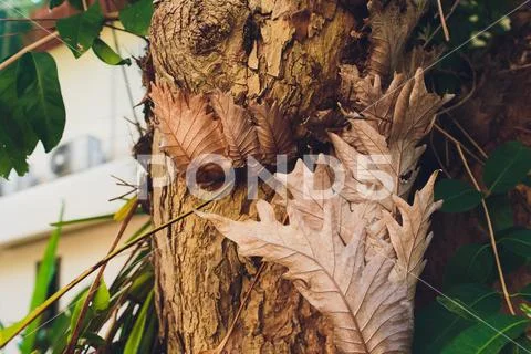 Macro of nearly skeletonized dry dead maple leaf in process of rotting, sticking Stock Photos