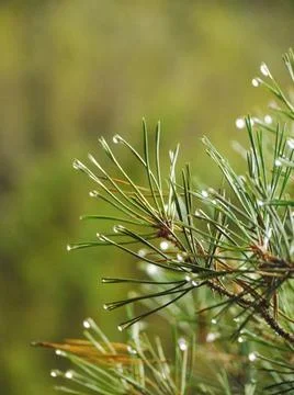 Macro needle tree water drop Foto stock