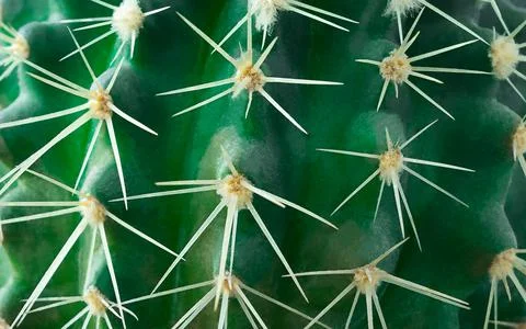 Macro needles on a cactus. background cactus surface Stock Photos