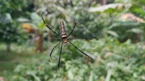 Macro of nephila pilipes spider insect on the web at the forest Stock Footage 292257489