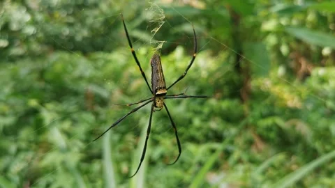 Macro of nephila pilipes spider insect on the web at the forest Stock Footage 292257685