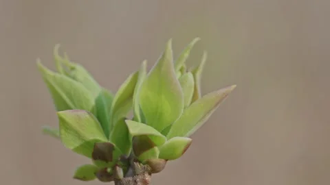 Macro of New Green Leaves Budding in Spring Vidéo 335107640