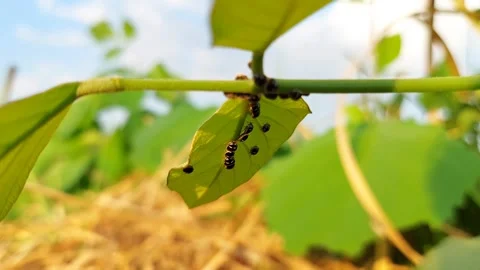 Macro of Newborn Insect Larvae Hatching on Green Leaf in Farm Field Vidéo 319340796