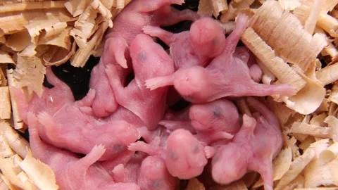 Macro. Newborn rodents are moving in the sawdust. Baby mice without fur. Stock Footage 246058746