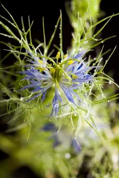 Macro of Nigella damascena Stock Photos