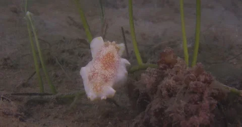 Macro Of Nudibranch (Goniobranchus sp.) Stock Footage 331958442