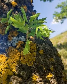 Macro of Oak Tree Sprout on Mossy Bark in Turkey Stock Photos