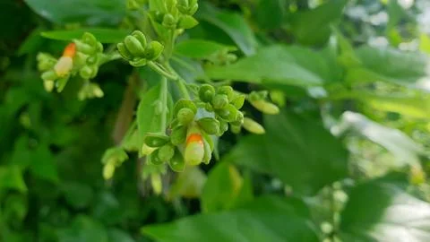 Macro objects plants nature green Foto stock