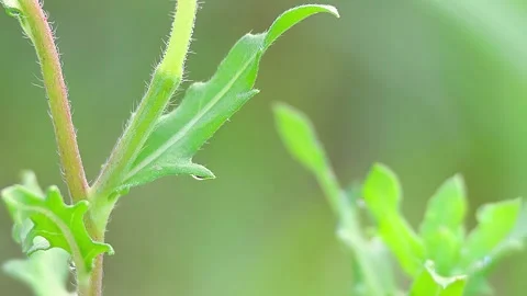 Macro of Oenothera Laciniata Stem and Leaves Covered in Raindrops, 4K, Morning Stock-Footage 338376004