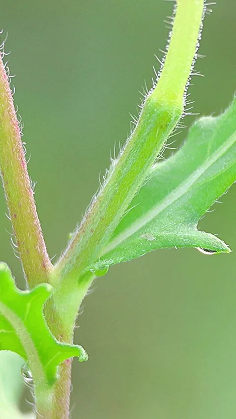 Macro of Oenothera Laciniata Stem and Leaves Covered in Raindrops, 4K, Morning Vidéo 338376018