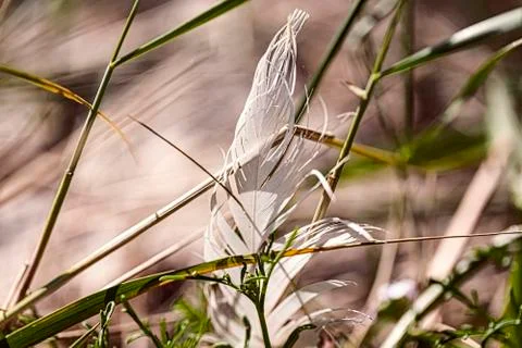 Macro of an old feather laying on a beach Stock Photos