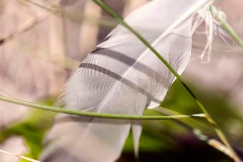 Macro of an old feather laying on a beach Stock Photos