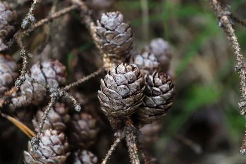 Macro of old spruce tree cones on dried branches Stock Photos
