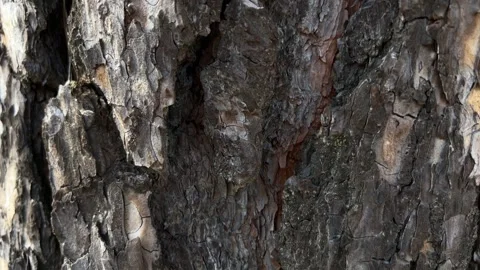 Macro Old Tree Bark Slider Shor Stock Footage 240321487