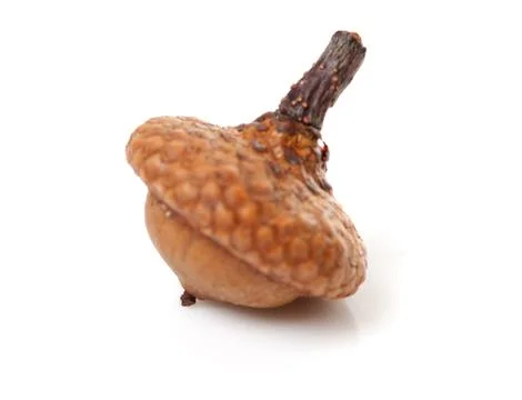 Macro of one acorn Stock Photos