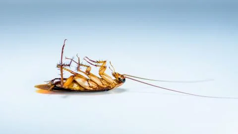 Macro one cockroach lay dead Stock Photos