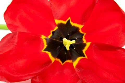 Macro of open red tulip Stock Photos