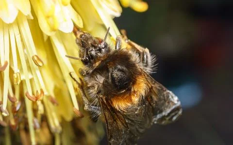 A macro or close-up of a Bumble Bee on a flower collecting nectar Stock Photos