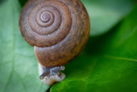 Macro or Close up small snail Brown bark, common curl pattern, climbs on fr.. Stock Photos