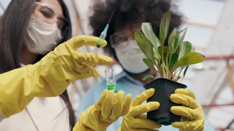 Macro or Closeup. Biochemistry or Biological Experiment with Plants. Innovative Stock Footage 148668229